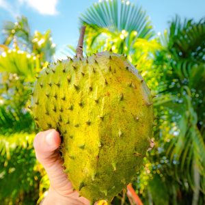 soursop feature