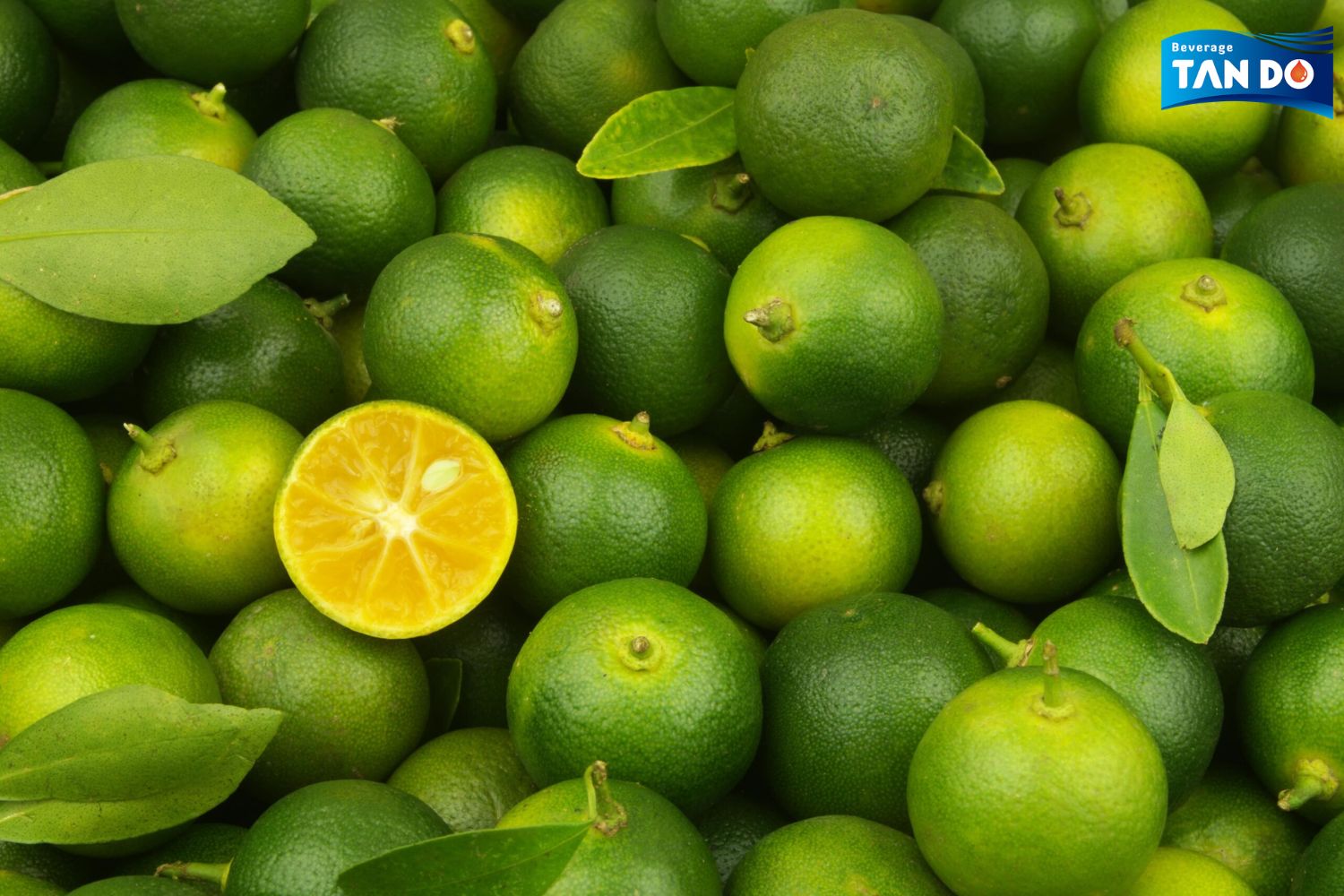 Calamansi best citrus asian fruit