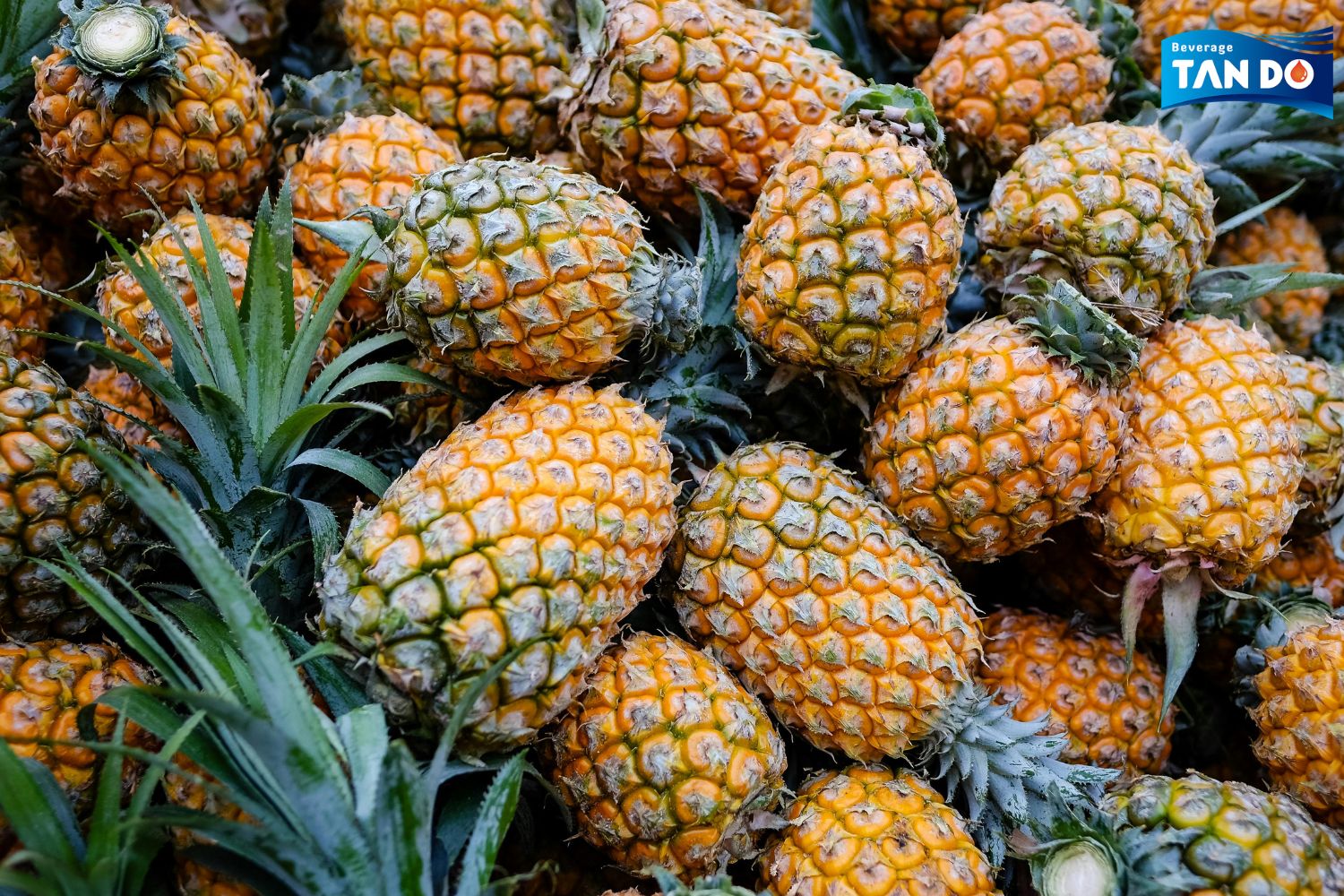 Pineapple fruit