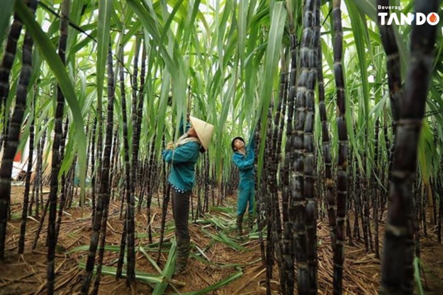 Vietnam SugarCane Juice - A Profitable Opportunity for Drink Brands