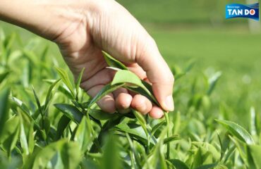Vietnamese Oolong Tea