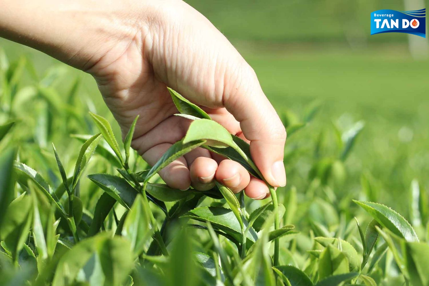 Vietnamese Oolong Tea